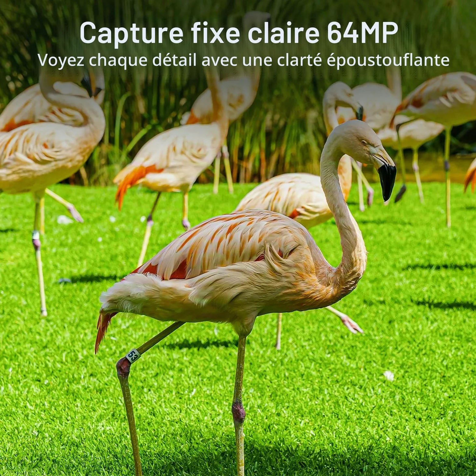 Meidase Caméra de Chasse P70, 64 MP 1296p, caméras de Jeu avec Vision Nocturne Infrarouge sans Lueur, activée par Le Mouvement, étanche pour caméras de Chasse