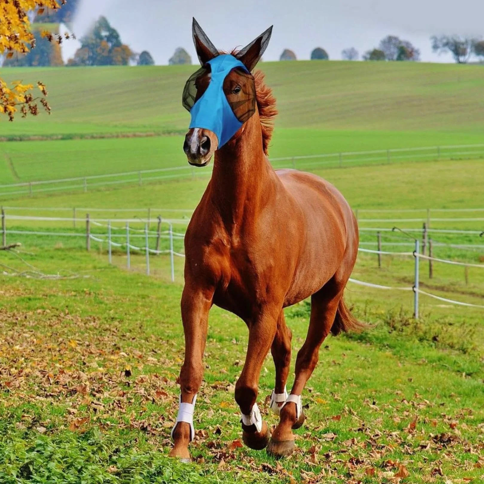 Masque anti-mouches pour chevaux avec oreilles, lycra respirante, protection UV, 3 pièces