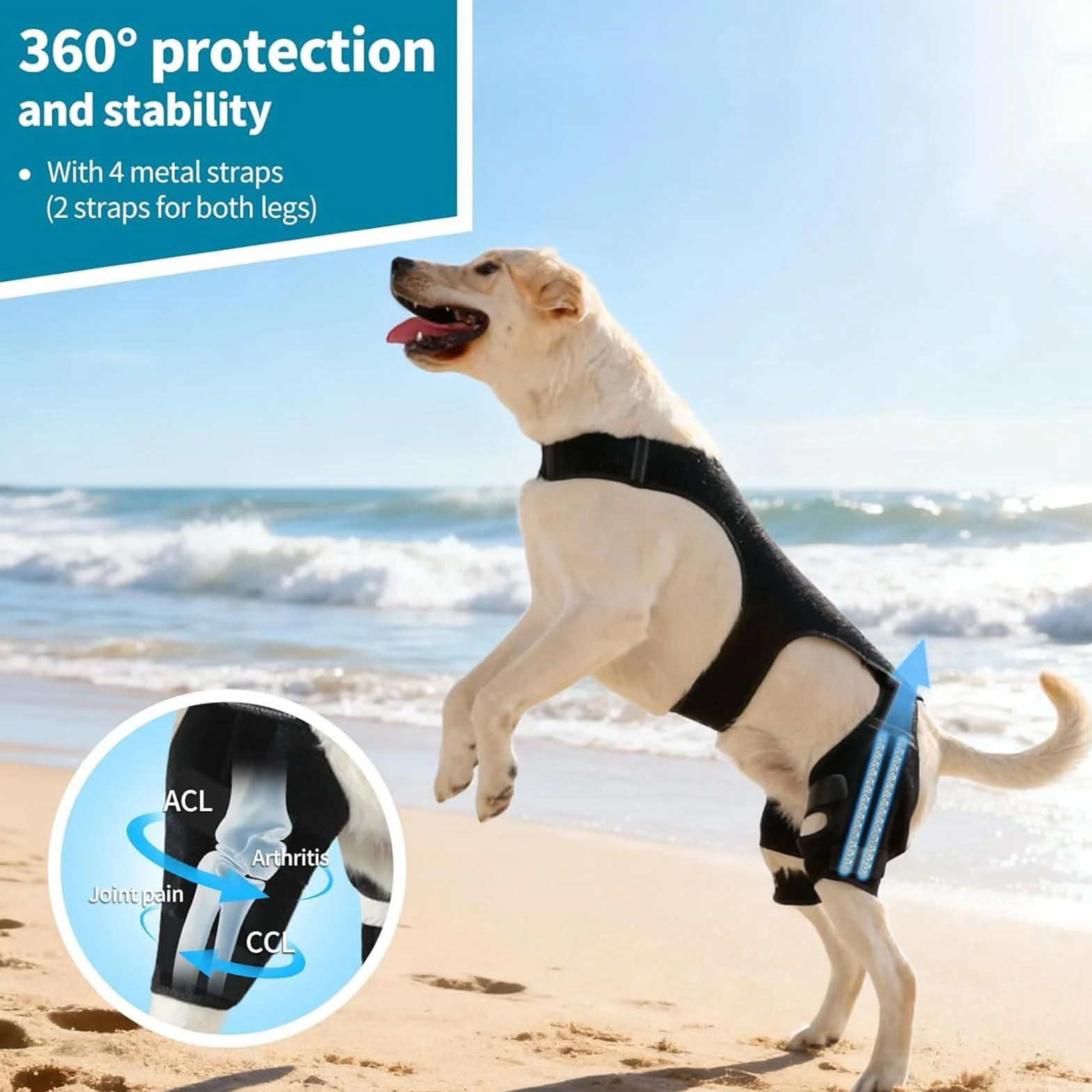 Attelle De Patte Arrière Pour Chien Ajustable Avec Stabilisateurs En Métal