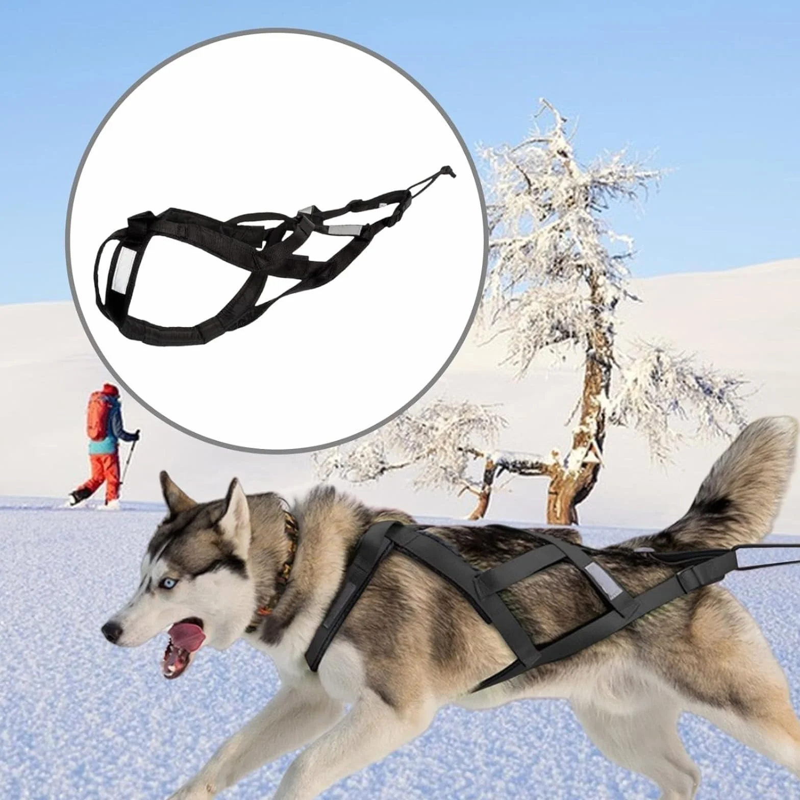 Harnais de traction pour chien Husky, luge et cyclisme animaux de compagnie