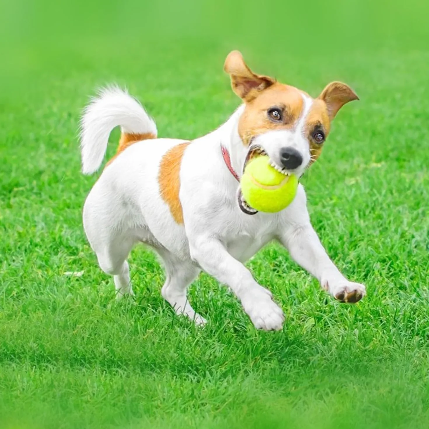 HOBBYTECH Lot de 12 Balles de Tennis Jaune pour l'entraînement Débutants Adultes Enfants Chiens