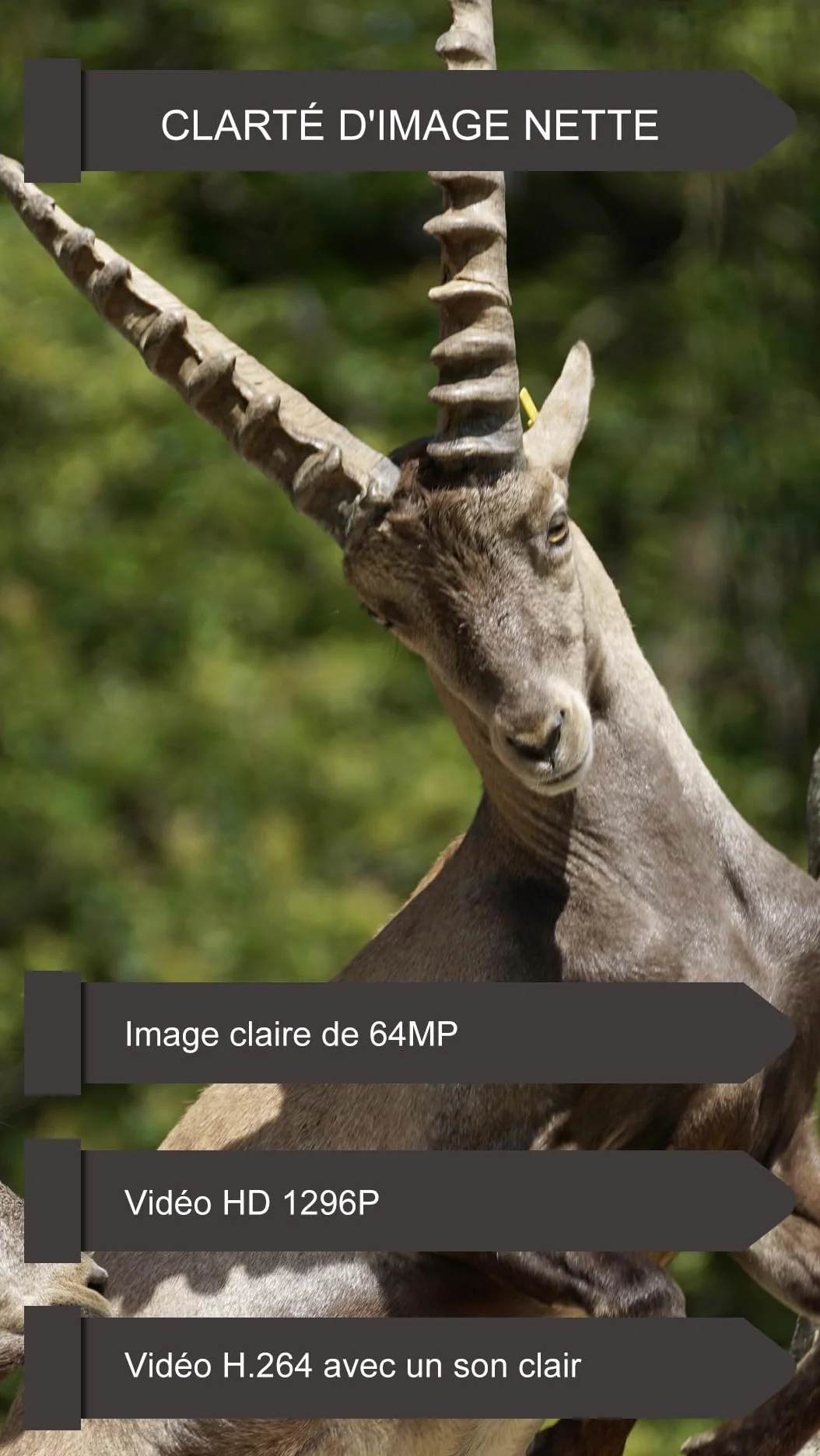 GardePro E6P Caméra de Chasse, WiFi, Batterie Rechargeable 8000 mAh, 64MP 1296P, Caméra E6P No Glow Infrarouge Vision Nocturne, Champ de Vision Large de 110°